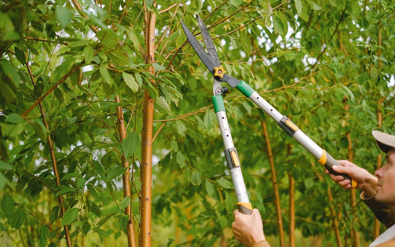 Tree trimming in Moravia, NY